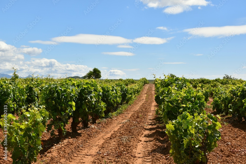 Large rows of vineyard in full growth with tractor tracks on the ground, in San Asensio, La Rioja. Large rows of vineyard in full growth with tractor tracks on the ground, in San Asensio, La Rioja.
