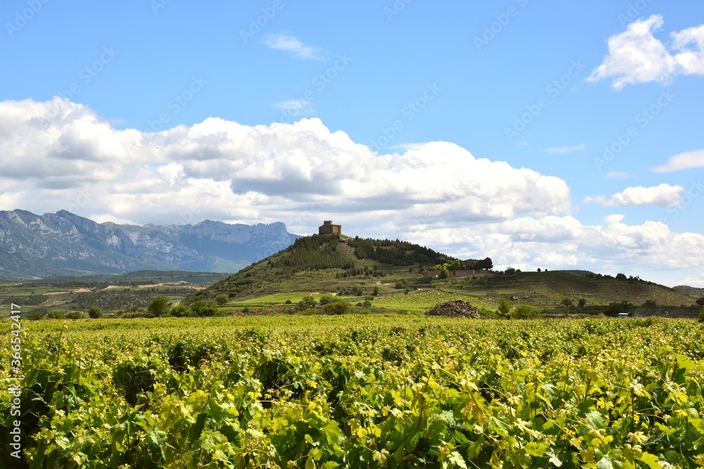 Vineyard landscape with ruins of the Davalillo Castle in a strategic defensive location in the Ebro Valley in the background.