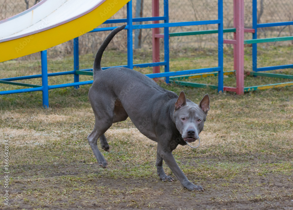 Thai ridgeback, also vidoma yak TRD, Mah Thai, or Mah Thai Lang Ahn - old-breed native dog breed, recklessly of course, the breed is standardized.