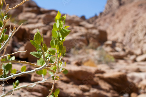 plant in the desert