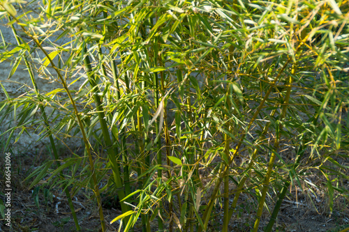 I colori delle canne di bambù in estate 