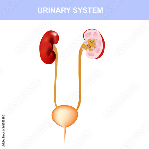 Kidney colorful poster, detailed diagram, cross section and urinary system