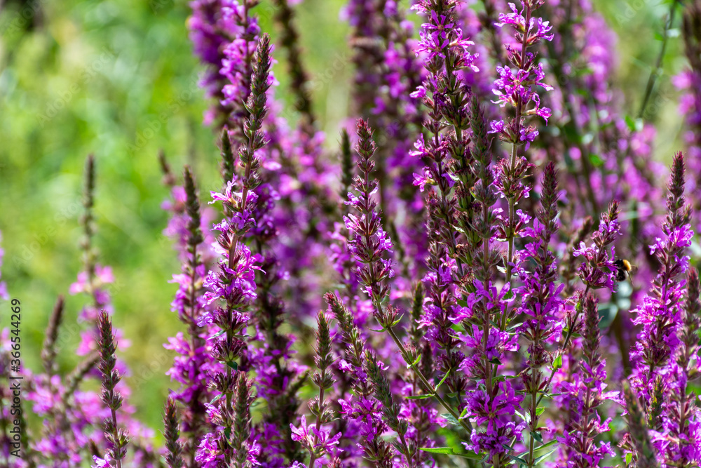 Botanical collection of medicinal plants, purple blossom of lythrum salicatia or loosestrife plants