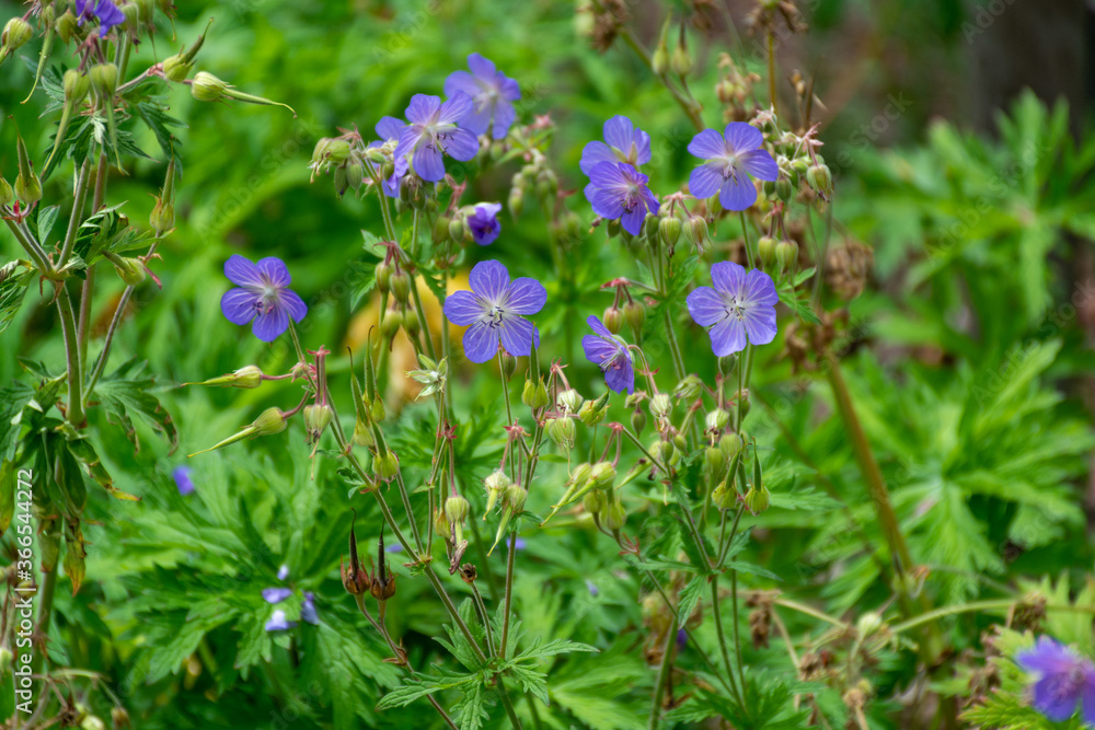 Botanical collection of plants and herbs, blue flowers of geranium pratense