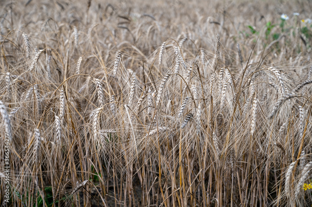 Obraz premium Ripe barley grains ready to harvest and making whiskey