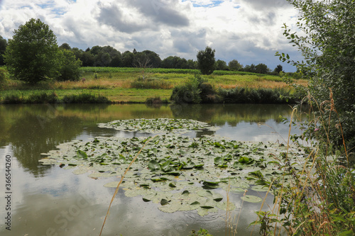 Ile de France - Seine-et-Marne - Servon - Nénuphars jaunes sur le lac photo