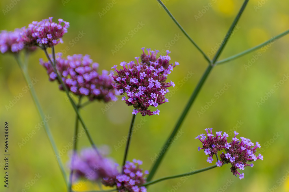 Obraz premium Botanical collection of medicinal and edible plants, purple flowers of verbena officialis plant
