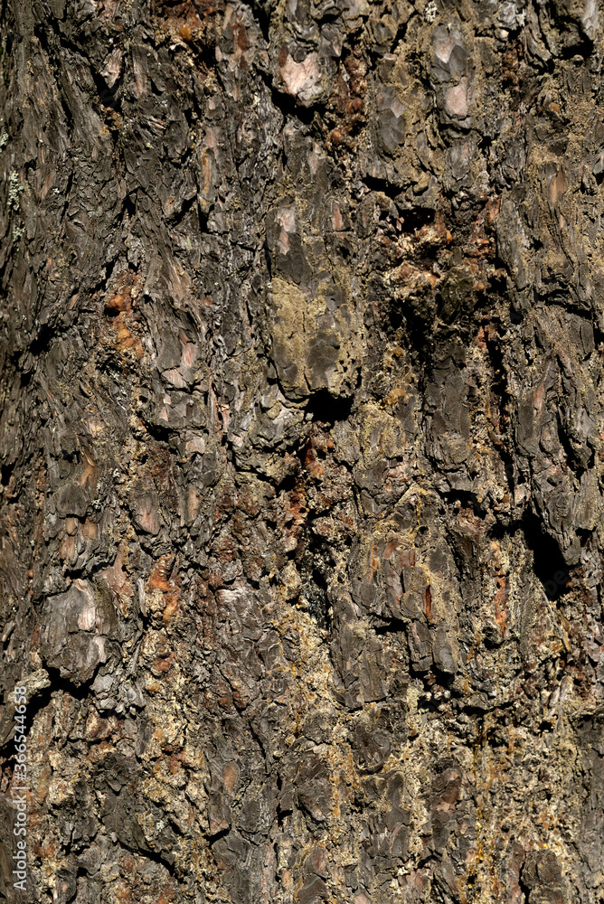 Bark pine tree background, can be used as a background. Bark pine tree background, can be used as a background.