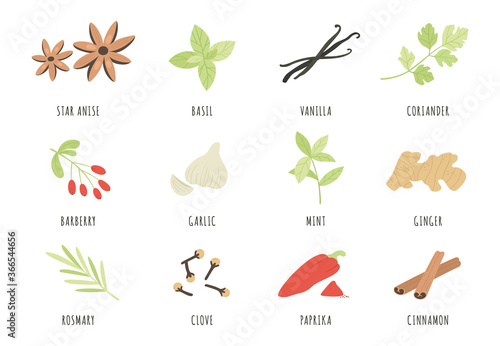 Spices. Hand drawn herbs and spices star anise, basil and ginger, garlic. Cinnamon, vanilla and paprika, mint and rosemary, clove vector set. Aromatic ingredients and flavors for cooking and culinary