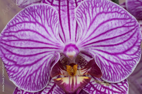 Fototapeta Naklejka Na Ścianę i Meble -  purple orchid flower