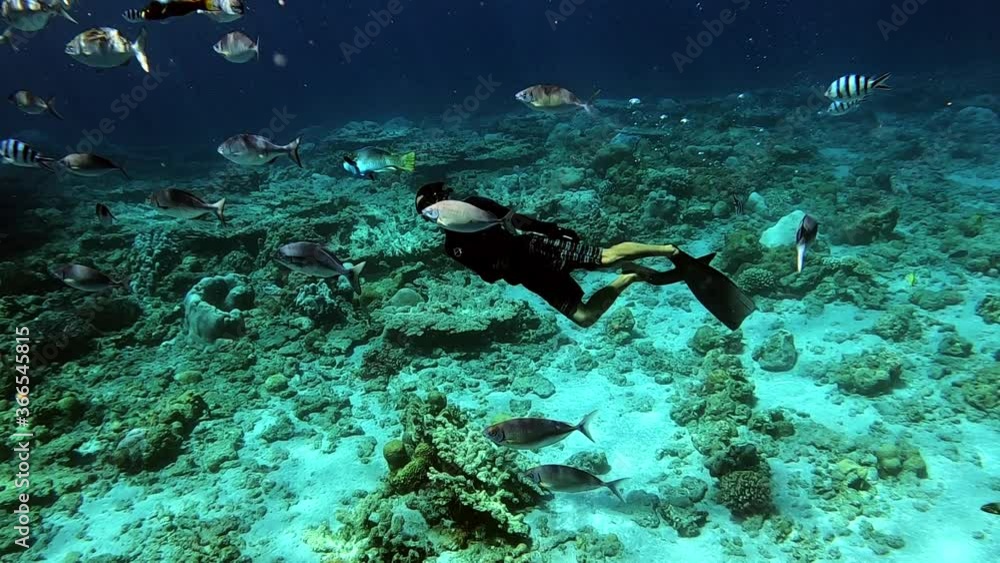 Underwater Scene With Reef Fishes And Man Swimming Over The Corals By The Deep Blue Sea. - wide shot Underwater Scene With Reef Fishes And Man Swimming Over The Corals By The Deep Blue Sea. - wide shot