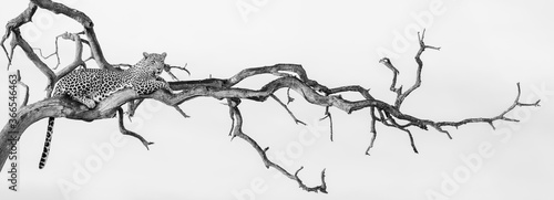 A leopard, Panthera pardus, lies in a dead tree, looking out of frame, in black and white