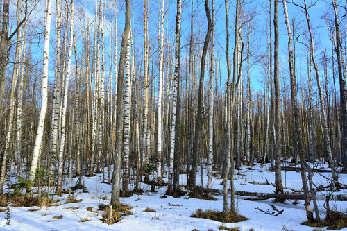 Old birch forest with dead wood elements