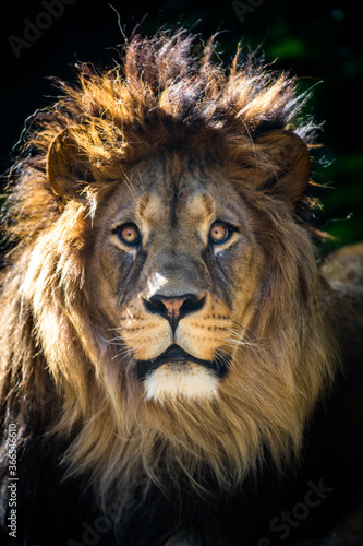 Berber lion portrait in nature