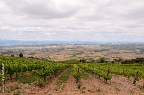 Wide view of the Ebro Valley from a vineyard and cultivated fields in the lower part.