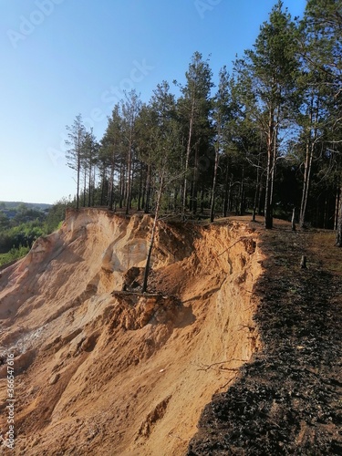 pine over the cliff