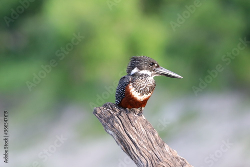 Giant Kingfisher by the Chobe River in Botswana
