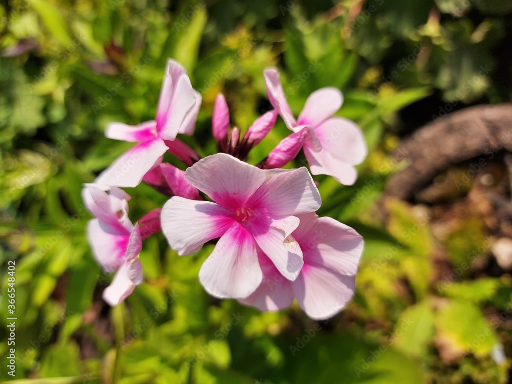 pink and white flowers,balsm