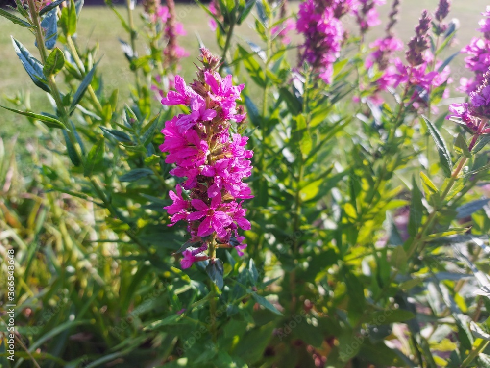 Obraz premium purple flower