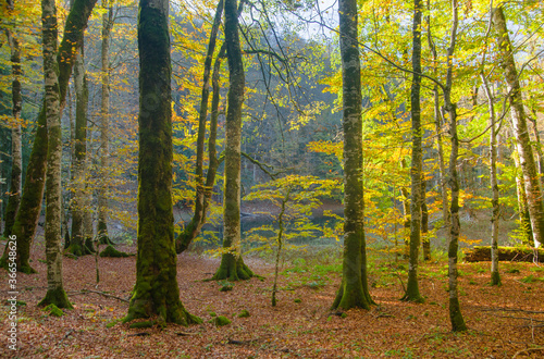 Beech forest and fallen leaves on the ground in autumn