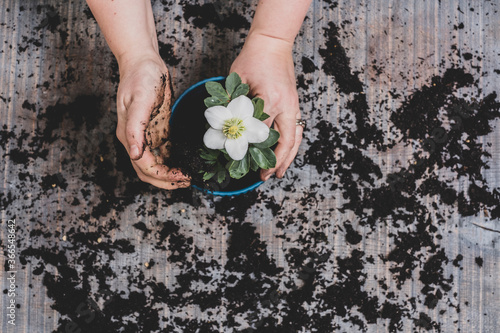 Person potting up  small hellebore plant with white flower.