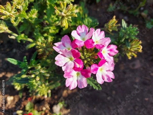 pink and white flower, Balsm flower