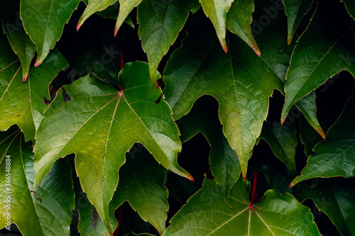 Vines on a housewall photo