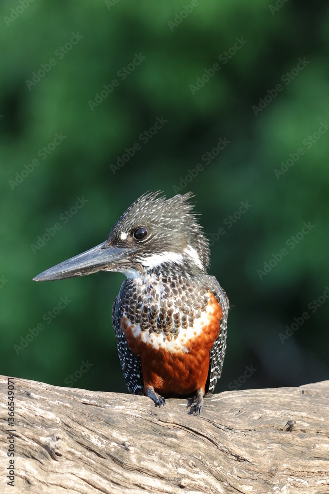 Giant Kingfisher by the Chobe River in Botswana Giant Kingfisher by the Chobe River in Botswana