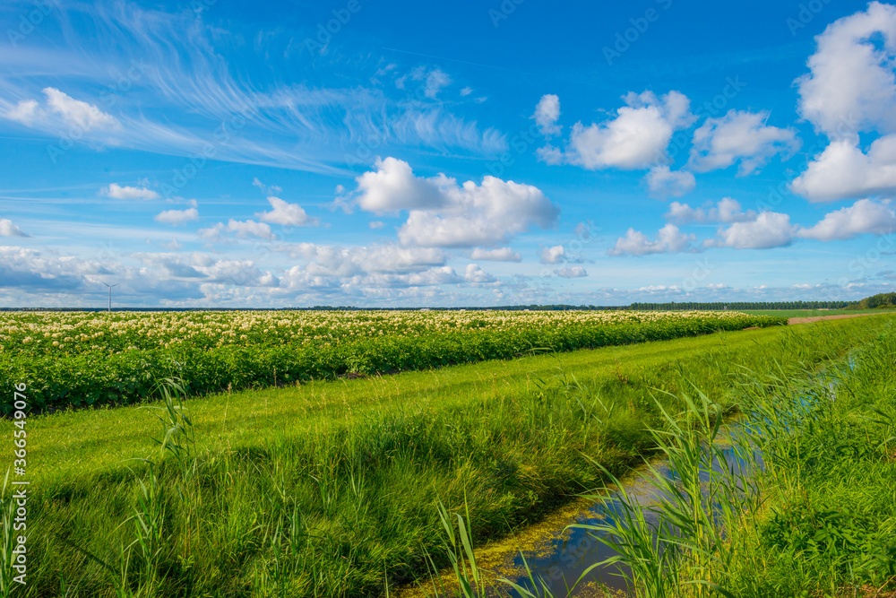 Fototapeta premium Potato plants growing and flowering in an agricultural field in the countryside below a blue cloudy sky in sunlight in summer, Almere, Flevoland, The Netherlands, July 22, 2020