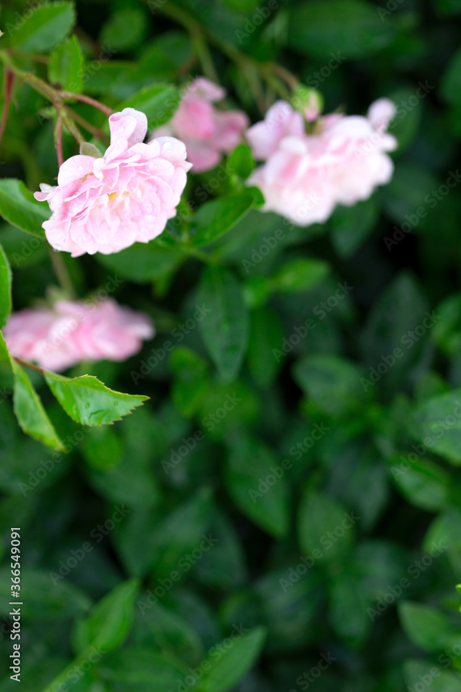 Blooming roses and buds in the home garden. Blooming roses and buds in the home garden.