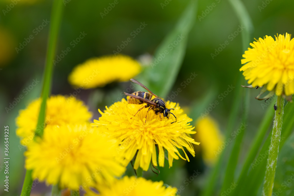 Field wild bee gathering honey from dandellion flower, selective focus Field wild bee gathering honey from dandellion flower, selective focus