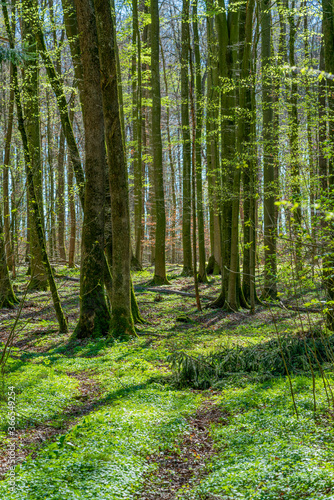 forest at spring time