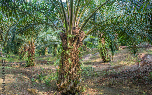 Matured oil palm trees.