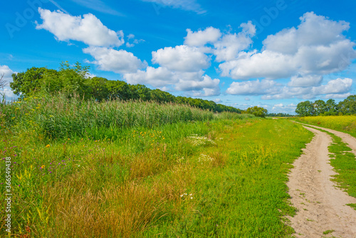 Lush green foliage of trees and yellow and white wild flowers in a field below a blue cloudy sky in sunlight in summer, Almere, Flevoland, The Netherlands, July 22, 2020