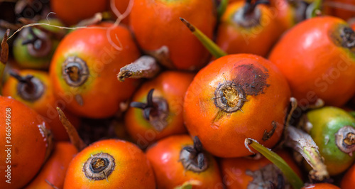 Close-up shot of ripe oil palm seeds.