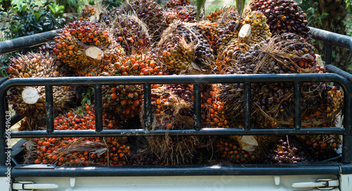 Tableau sur toile Agriculture: A tonne of oil palm harvest in the back of a truck.