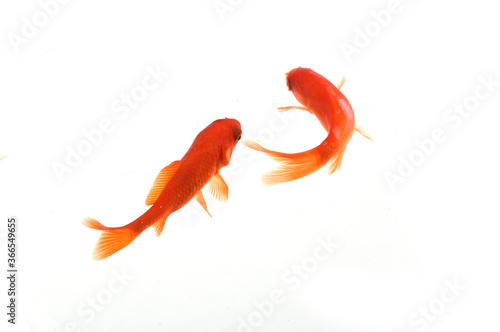 goldfish on white background top view