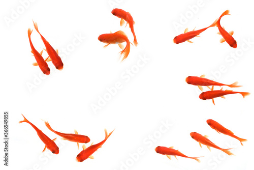 Fototapeta goldfish on white background top view