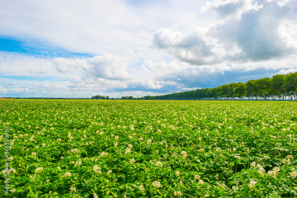 Potato plants growing and flowering in an agricultural field along a grassy meadow with wild flowers in the countryside below a blue cloudy sky in sunlight in summer, Almere, Flevoland, The Netherland Potato plants growing and flowering in an agricultural field along a grassy meadow with wild flowers in the countryside below a blue cloudy sky in sunlight in summer, Almere, Flevoland, The Netherland
