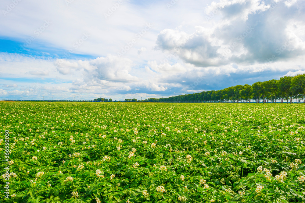 Potato plants growing and flowering in an agricultural field along a grassy meadow with wild flowers in the countryside below a blue cloudy sky in sunlight in summer, Almere, Flevoland, The Netherland