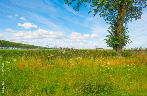 Potato plants growing and flowering in an agricultural field along a grassy meadow with wild flowers in the countryside below a blue cloudy sky in sunlight in summer  Almere  Flevoland  The Netherland