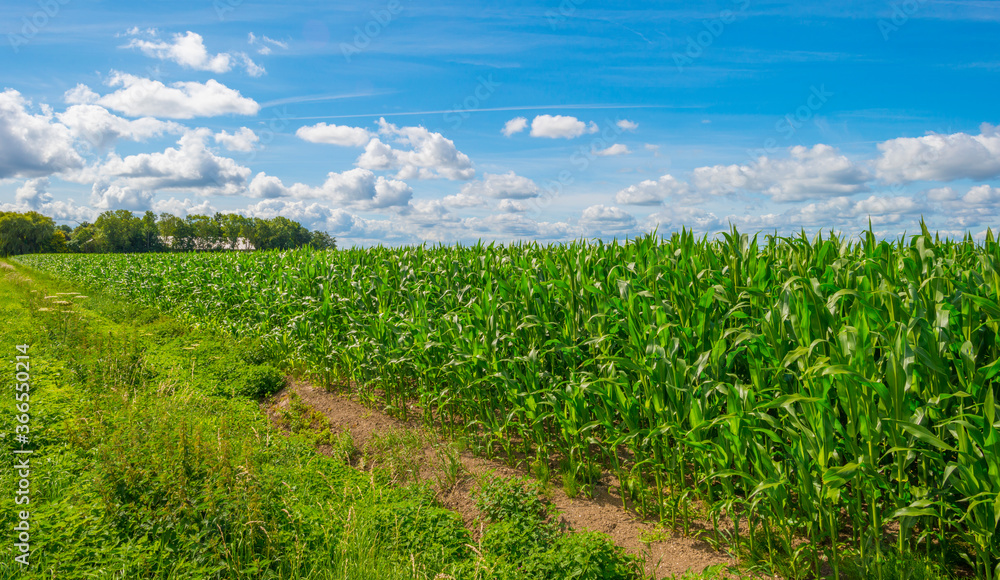 Vegetables in an agricultural field in the countryside below a blue cloudy sky in sunlight in summer, Almere, Flevoland, The Netherlands, July 22, 2020 Vegetables in an agricultural field in the countryside below a blue cloudy sky in sunlight in summer, Almere, Flevoland, The Netherlands, July 22, 2020