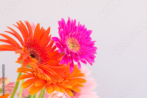 Colorful gerbera flowers. Place for text. Selective focus.