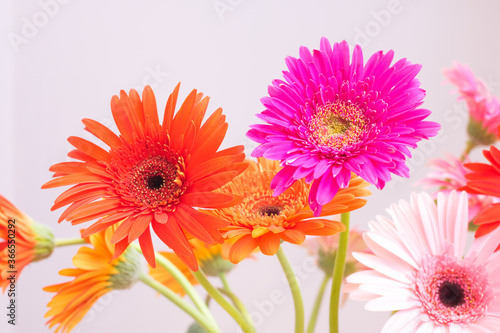 Colorful gerbera flowers. Place for text. Selective focus.