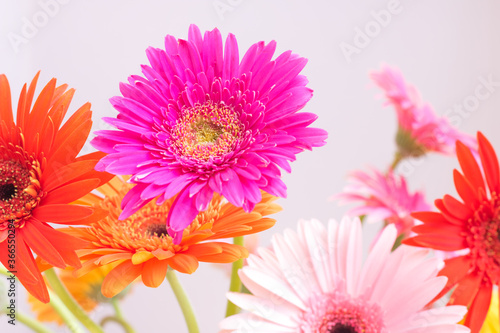 Colorful gerbera flowers. Place for text. Selective focus.