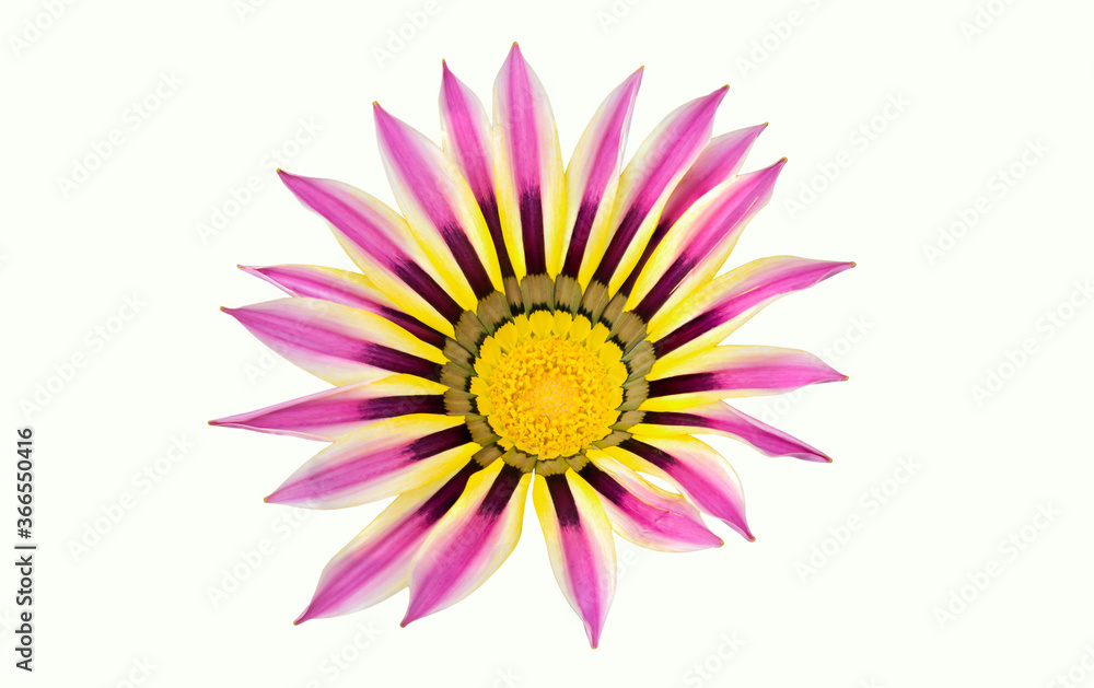 Ghazania Flower With Yellow In The Middle on White background