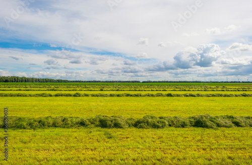 Mowed grass drying for hay in an agricultural field in the countryside below a blue cloudy sky in sunlight in summer, Almere, Flevoland, The Netherlands, July 22, 2020