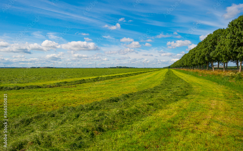 Mowed grass drying for hay in an agricultural field in the countryside below a blue cloudy sky in sunlight in summer, Almere, Flevoland, The Netherlands, July 22, 2020 Mowed grass drying for hay in an agricultural field in the countryside below a blue cloudy sky in sunlight in summer, Almere, Flevoland, The Netherlands, July 22, 2020