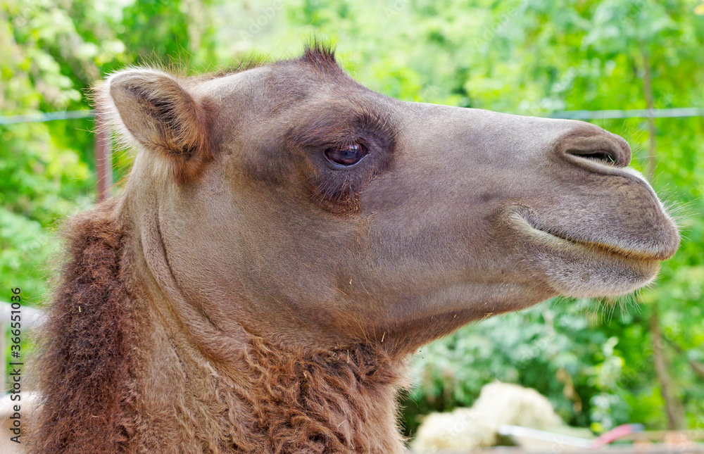 Obraz premium Portrait of Camel