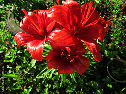 red hibiscus flower isolated